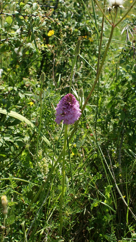 orchidea??  Anacamptis pyramidalis